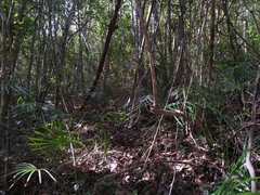 Zamia portoricensis