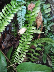 Asplenium normale