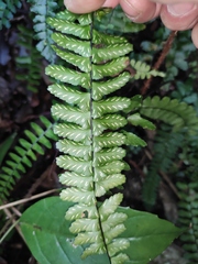 Asplenium normale