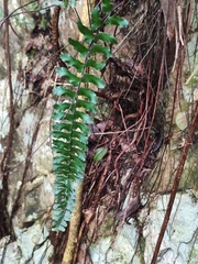 Asplenium normale