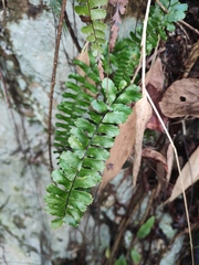 Asplenium normale