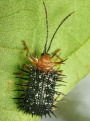 Dactylispa