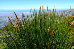 Elegia grandispicata