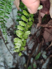 Asplenium normale