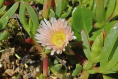 ×carpophyma mutabilis