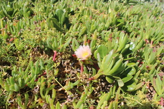 ×carpophyma mutabilis