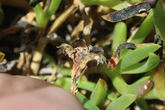 ×carpophyma mutabilis