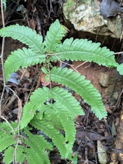 Pteris oshimensis