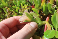 ×carpophyma mutabilis