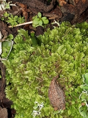 Gongylanthus ericetorum