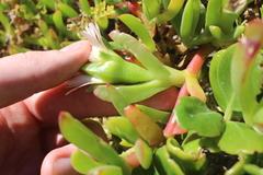 ×carpophyma mutabilis