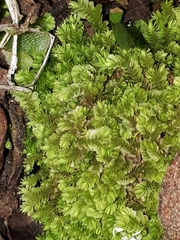 Gongylanthus ericetorum