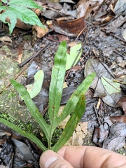 Leptochilus ellipticus
