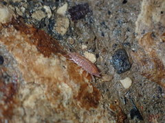 Androniscus dentiger