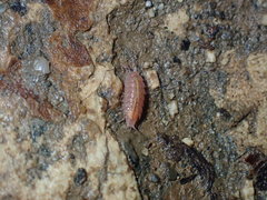 Androniscus dentiger