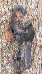 Heliosciurus rufobrachium