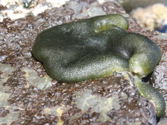 Codium convolutum