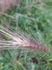 Hordeum