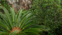 Cycas revoluta