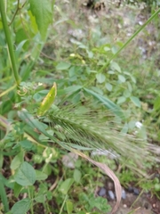 Hordeum
