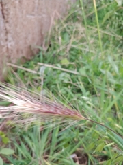 Hordeum