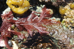 Euptilota formosissima