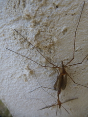 Tipula bezzii