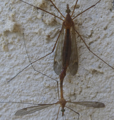 Tipula bezzii