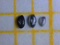Quinqueloculina laevigata