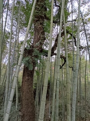 Phyllostachys edulis