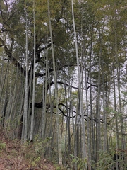 Phyllostachys edulis