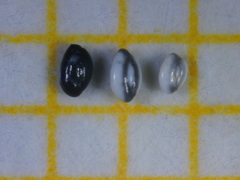 Quinqueloculina laevigata