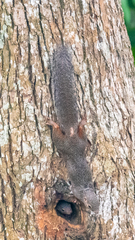 Heliosciurus rufobrachium