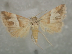 Eublemma leucodesma