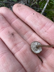 Lyophyllum anthracophilum