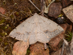 Taxeotis perlinearia