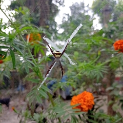 Argiope