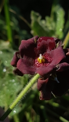 Oxypetalum nigricans