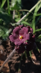 Oxypetalum nigricans