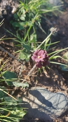 Oxypetalum nigricans