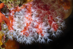 Corallium rubrum