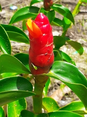 Costus spicatus