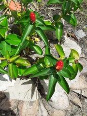 Costus spicatus