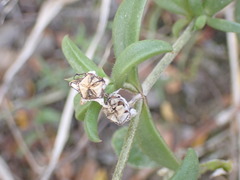 Delosperma uitenhagense