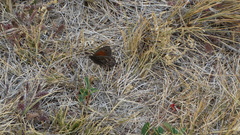 Cosmosatyrus leptoneuroides