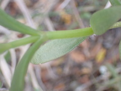 Delosperma uitenhagense
