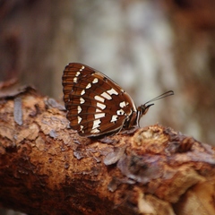 Byblia anvatara anvatara