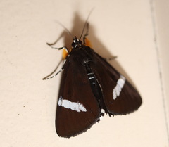 Argyrolepidia aequalis
