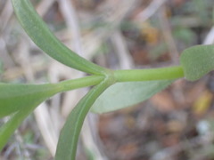 Delosperma uitenhagense