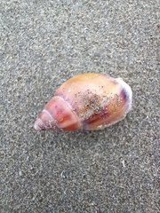 Buccinastrum deforme